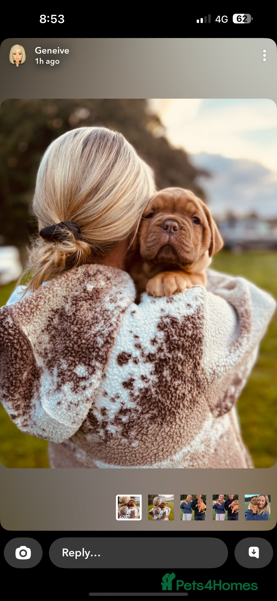 Dogue De Bordeaux dogs for sale: 🐾 Dogue de Bordeaux – Chunky True type- Ready 🐾 - Image 2
