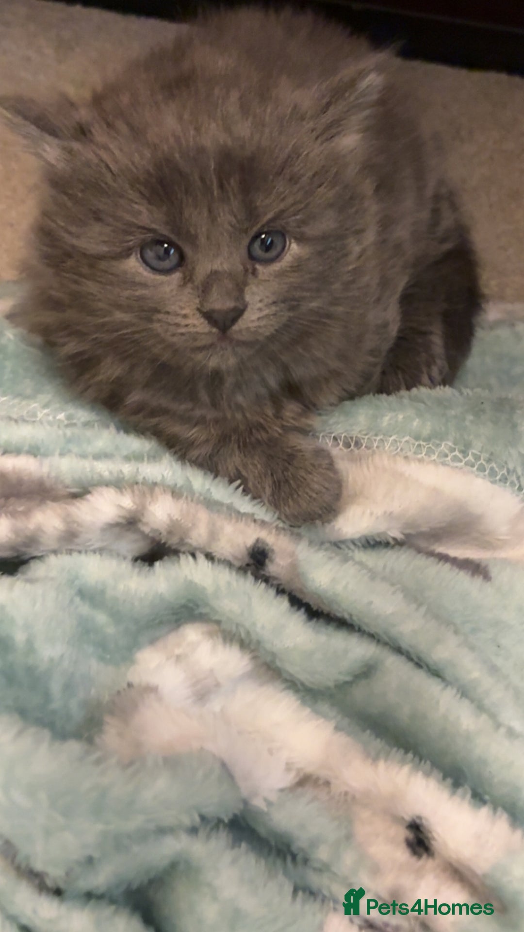 Mixed Breed cats for sale: Rag doll kittens - Advert 4