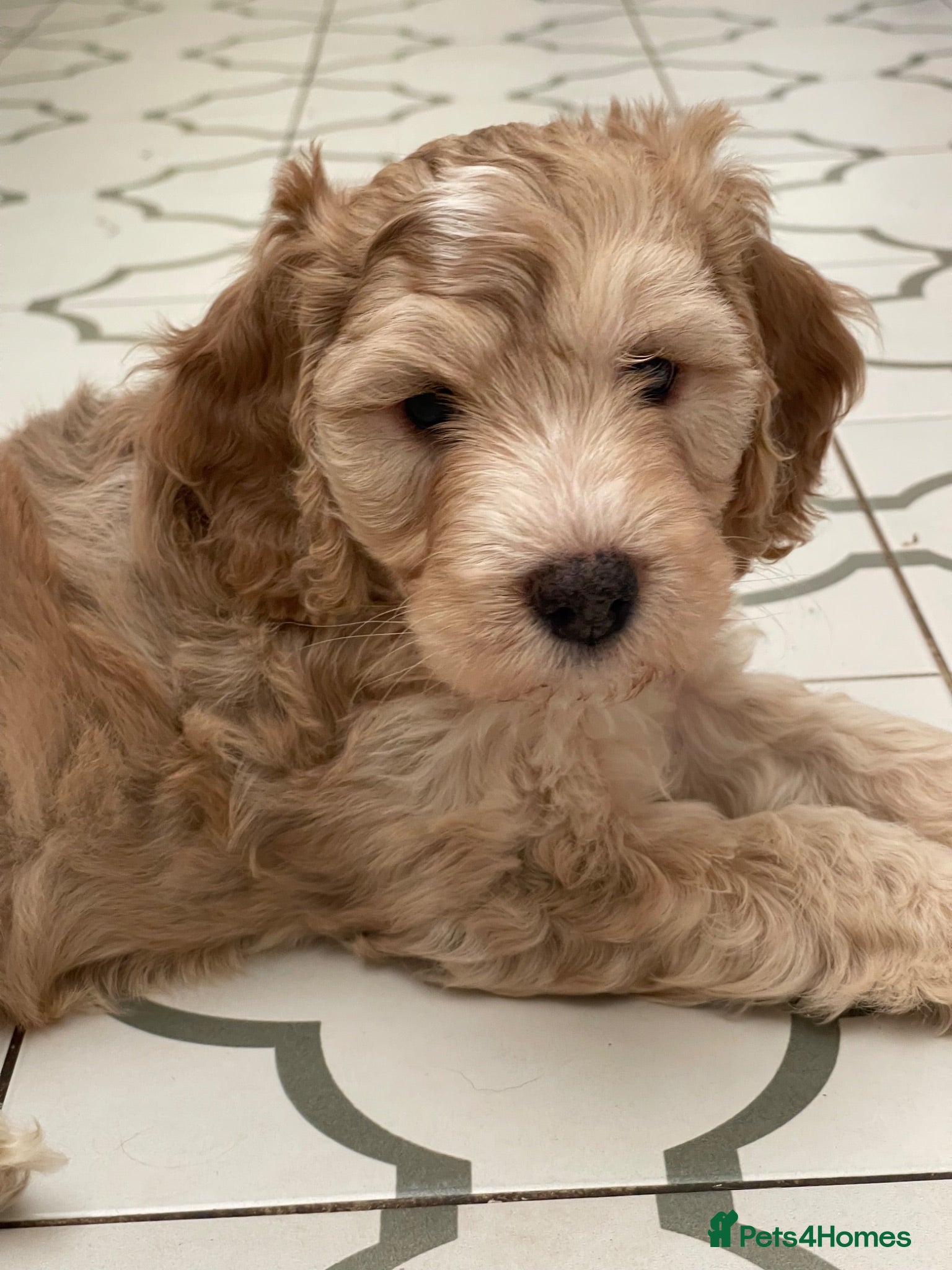 Cockapoo dogs Beautiful Cockapoo puppies - exceptional standard - Advert 2