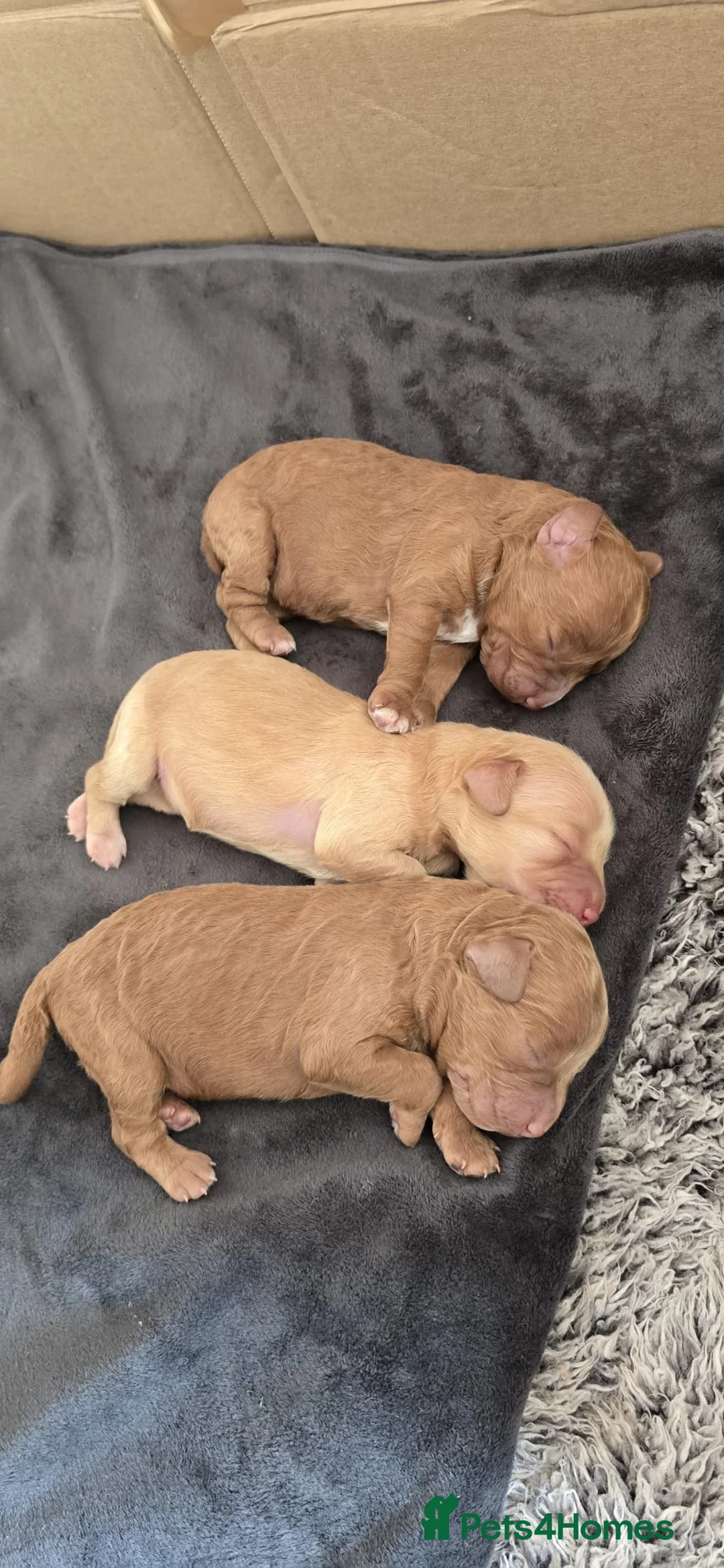 Cockapoo dogs for sale: Beautiful first litter of cockapoos  in Batley - Advert 1