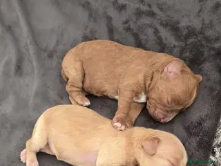 Cockapoo dogs Beautiful first litter of cockapoos - Advert 1