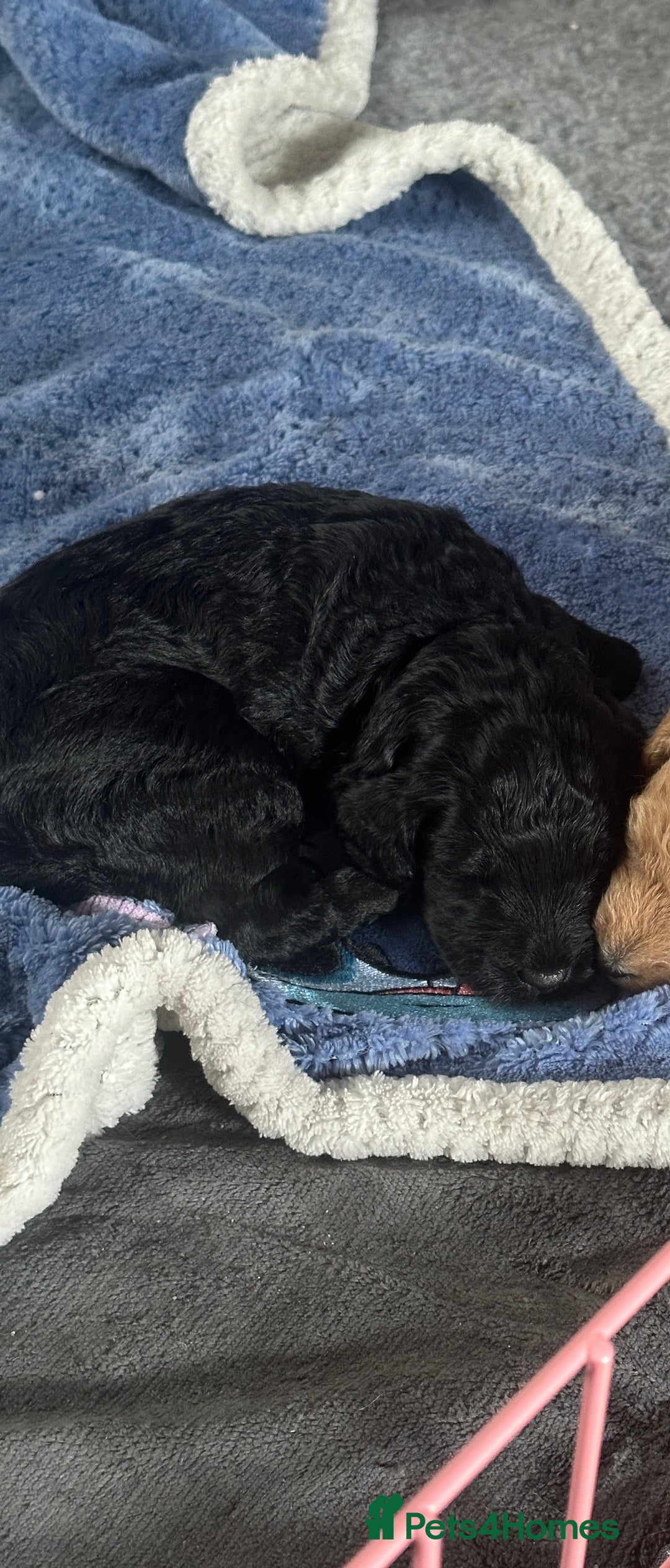 Bordoodle dogs for sale: F1B Bordoodle Puppies - Image 16