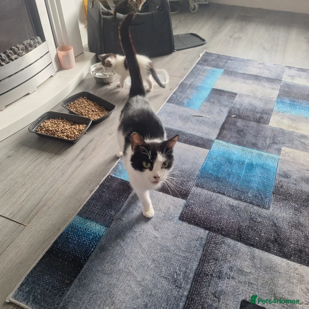 Mixed Breed cats for sale: 3 kittens ready for new homes  in Pontefract - Advert 4