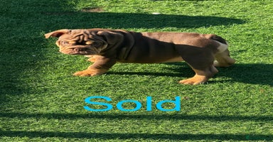 English Bulldog dogs - Advert 1