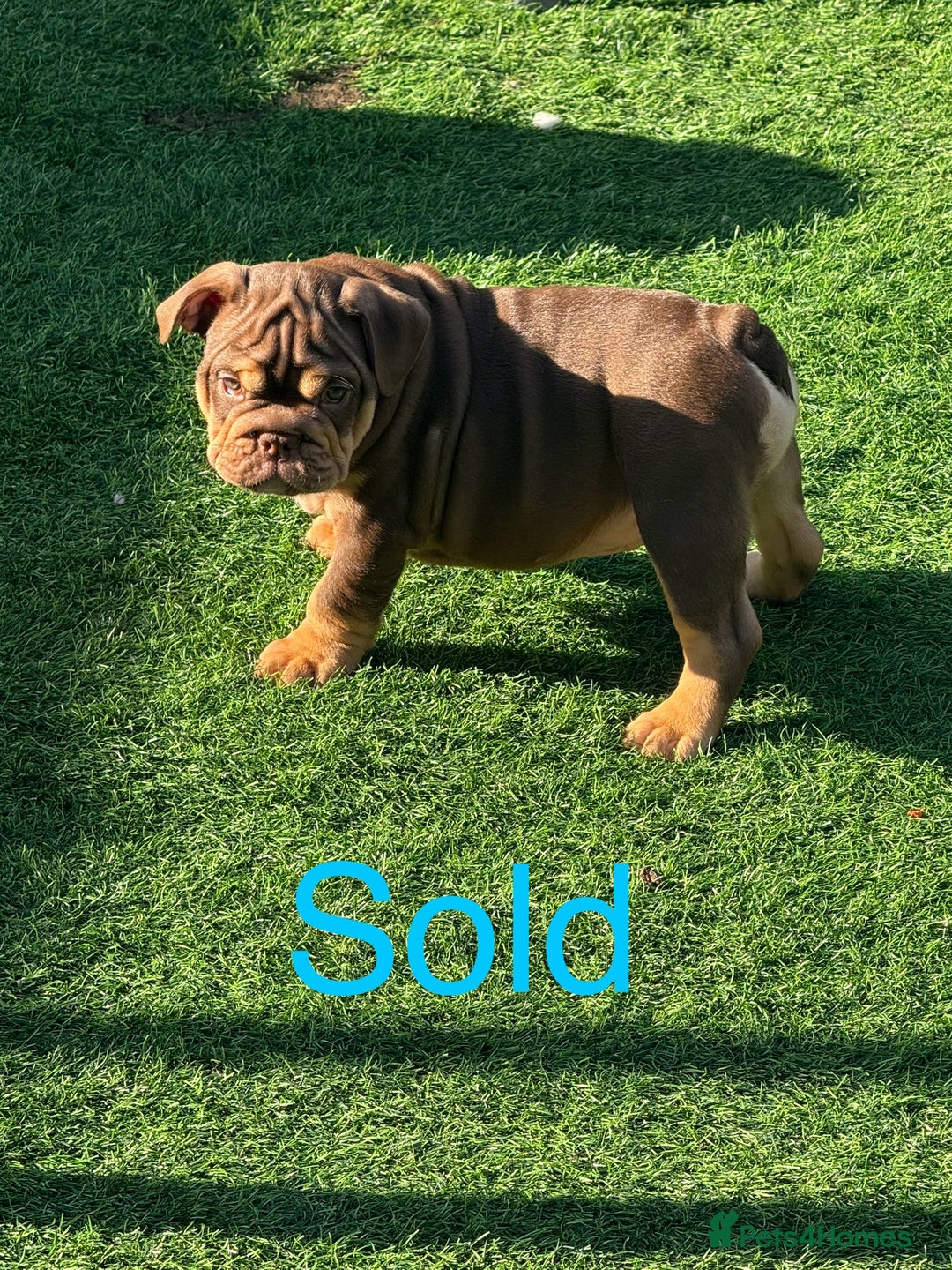 English Bulldog dogs for sale: LAST BOY LEFT ENGLISH BULLDOG puppies  - Image 3