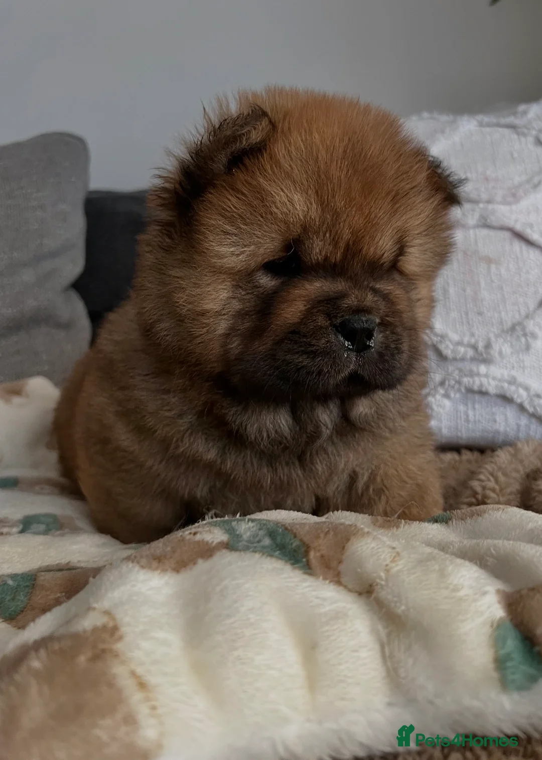 Chow Chow dogs for sale: 🧸🧸Beautiful Chow Chow Puppies🧸🧸 - Advert 5