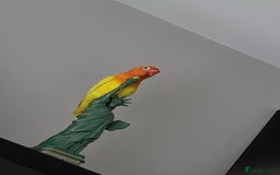 Lovebirds birds for sale: Pair of 7 months lutino lovebirds - Image 4