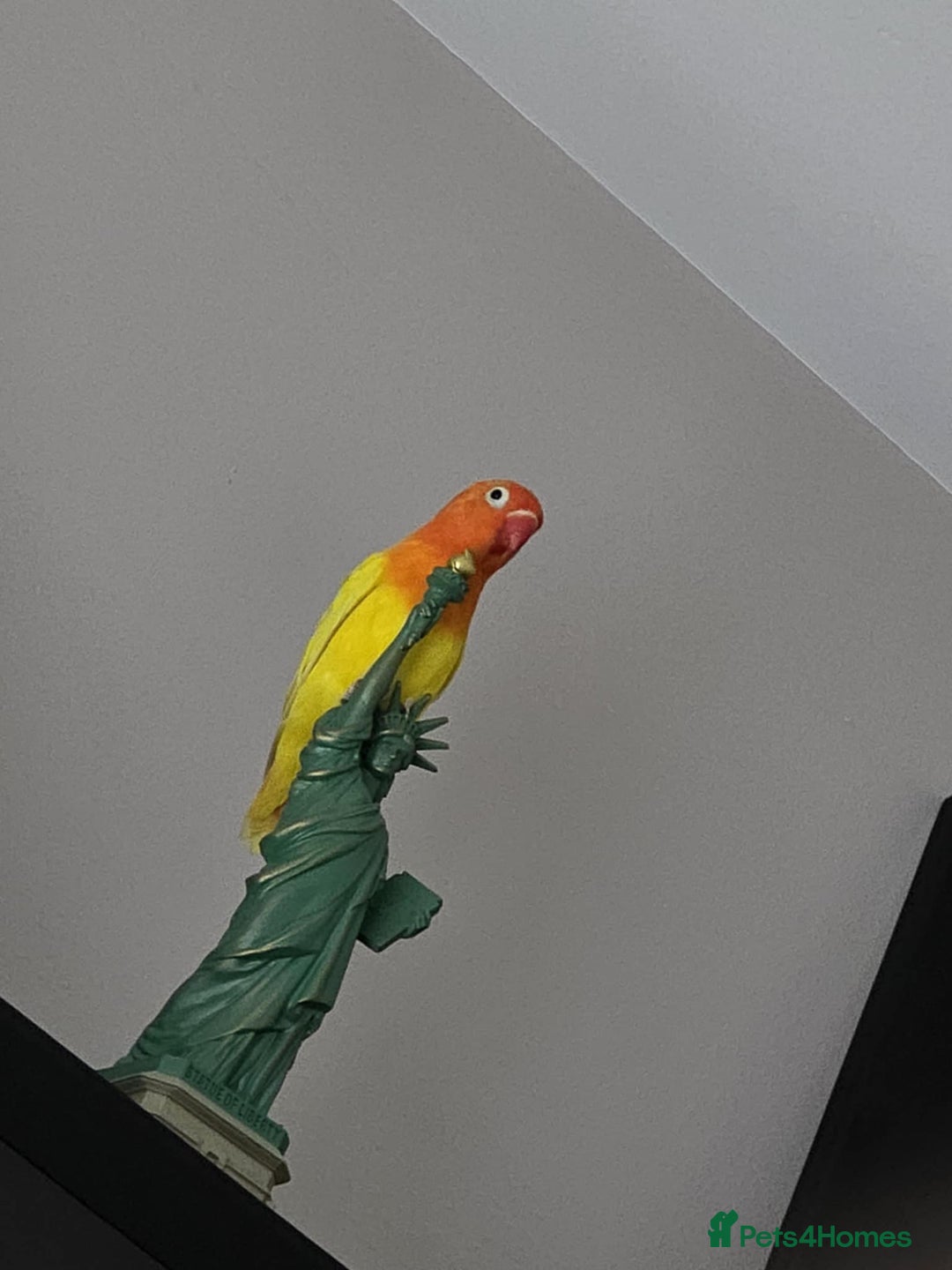 Lovebirds birds for sale: Pair of 7 months lutino lovebirds - Image 4