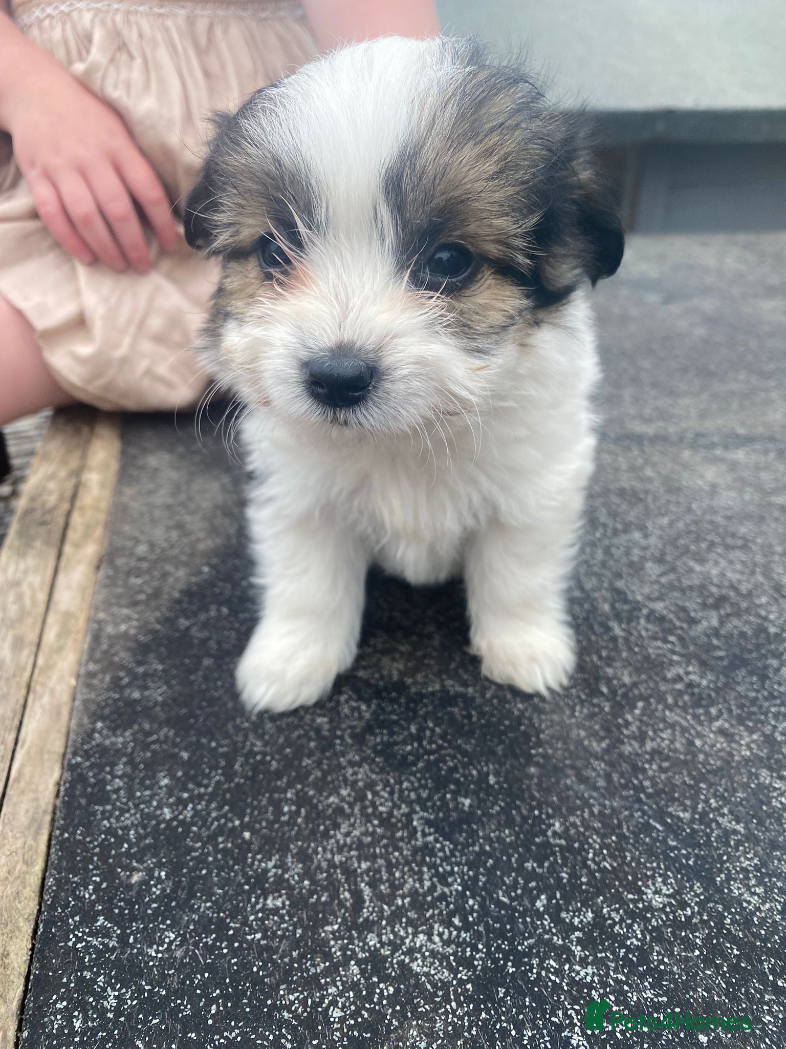 Jack Chi dogs for sale: Jack chi puppies  - Advert 3