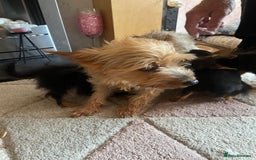 Chorkie dogs for sale: Chorkie Puppies For Sale - Image 12