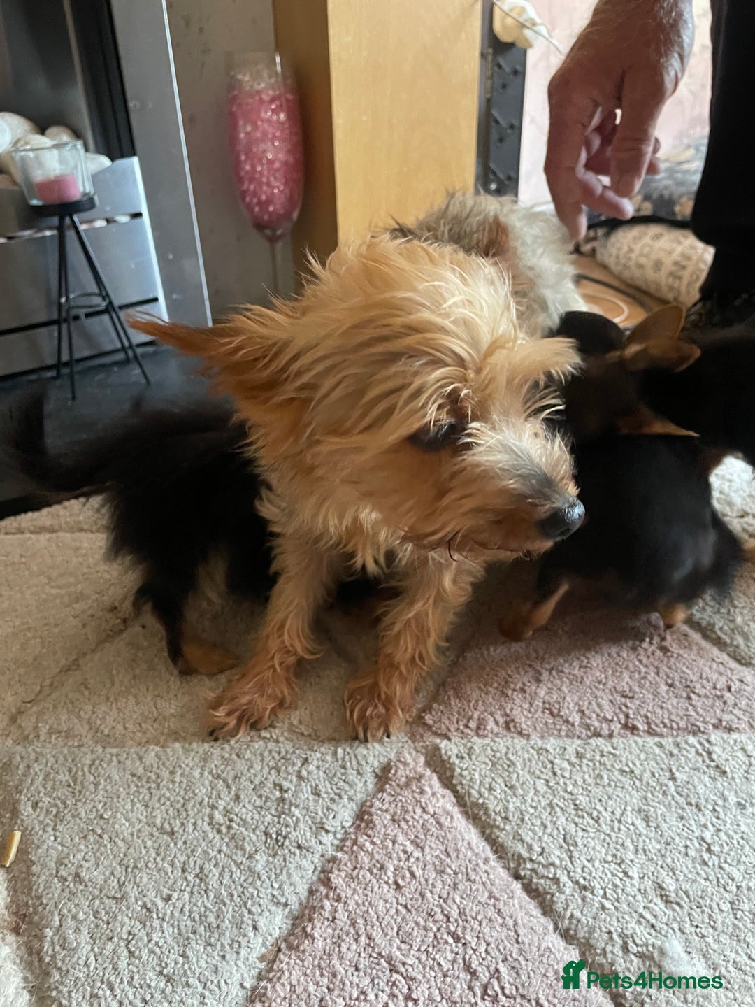 Chorkie dogs for sale: Chorkie Puppies For Sale - Image 12