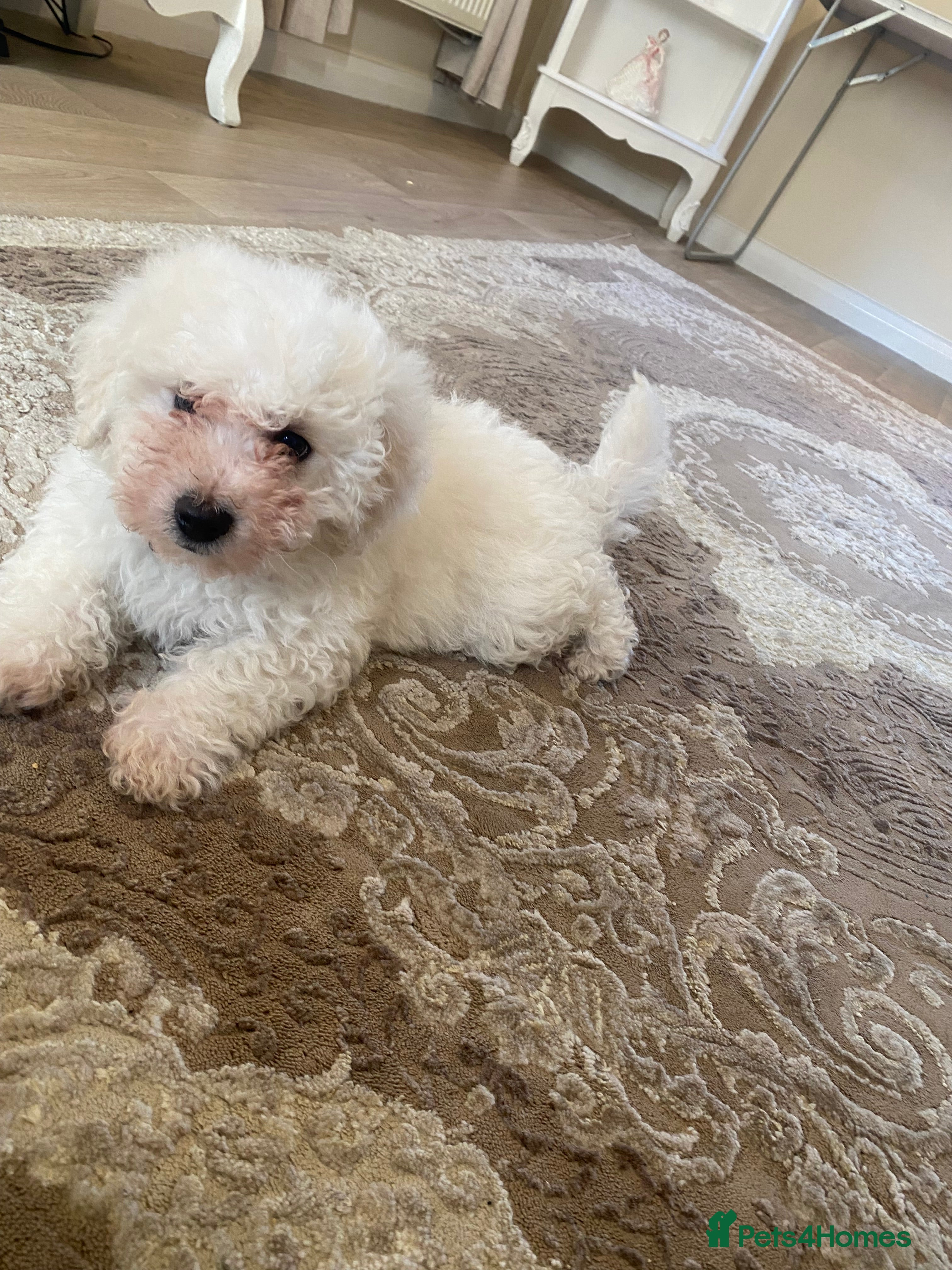 Bichon Frise dogs   Bichon frise puppies last boy  - Advert 3