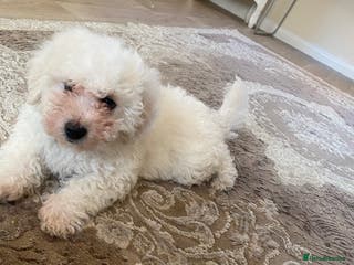 Bichon Frise dogs Bichon frise puppies last boy - Advert 3