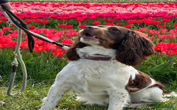 English Springer Spaniel dogs for stud: Tri colour English springer spaniel stud  in Horsham - Image 5
