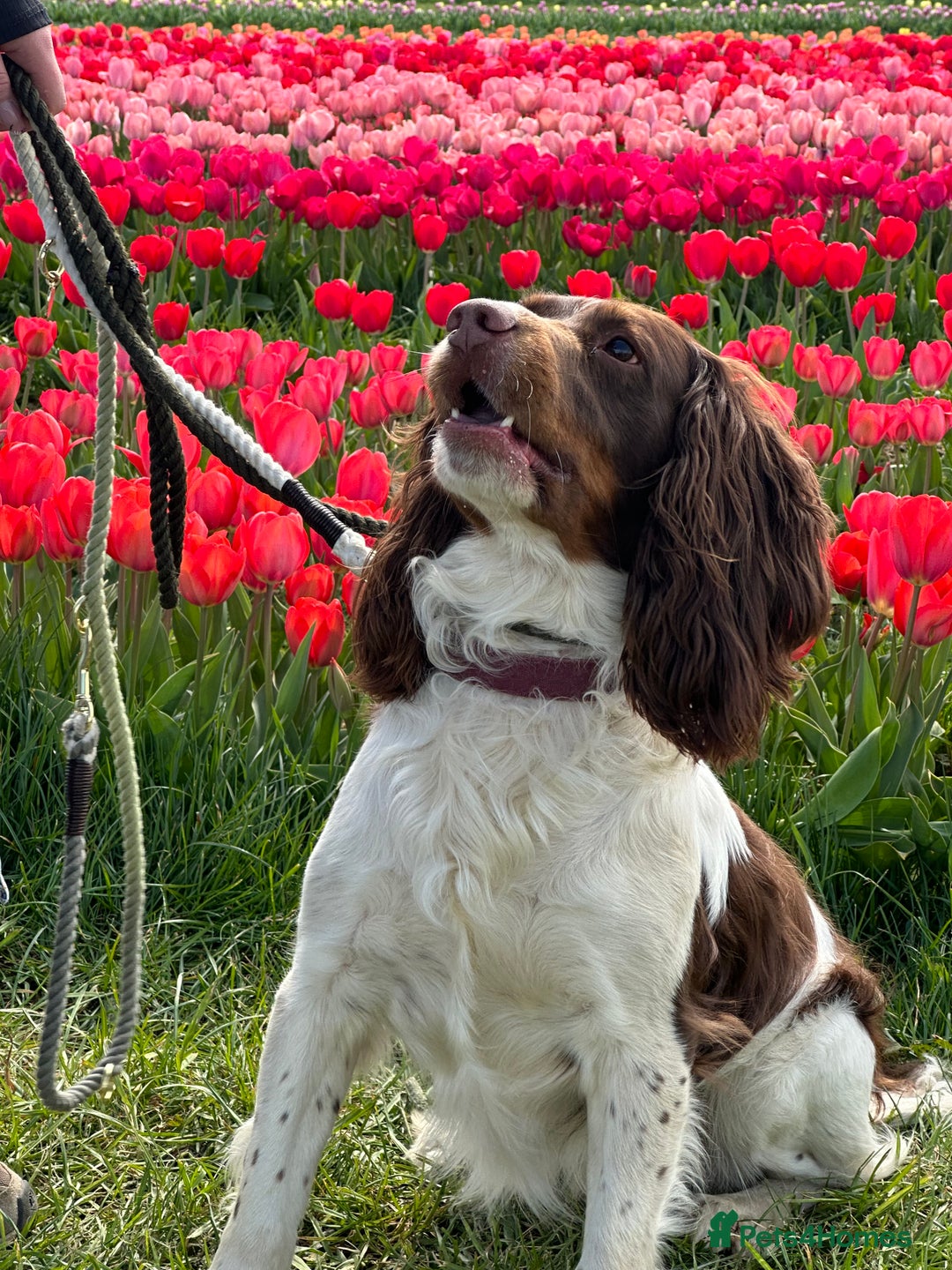 English Springer Spaniel dogs for stud: Tri colour English springer spaniel stud  in Horsham - Image 5