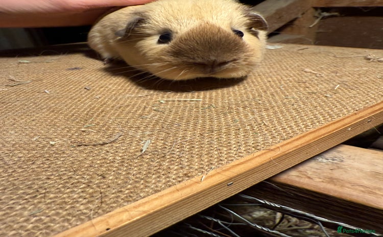 Guinea Pig rodents - Advert 9