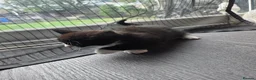Mixed Breed cats for sale: 4 Beautiful Kittens Looking for Loving Homes - Advert 5