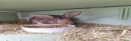 Continental Giant rabbits for sale: Young female giants looking for loving homes in Preston - Advert 6