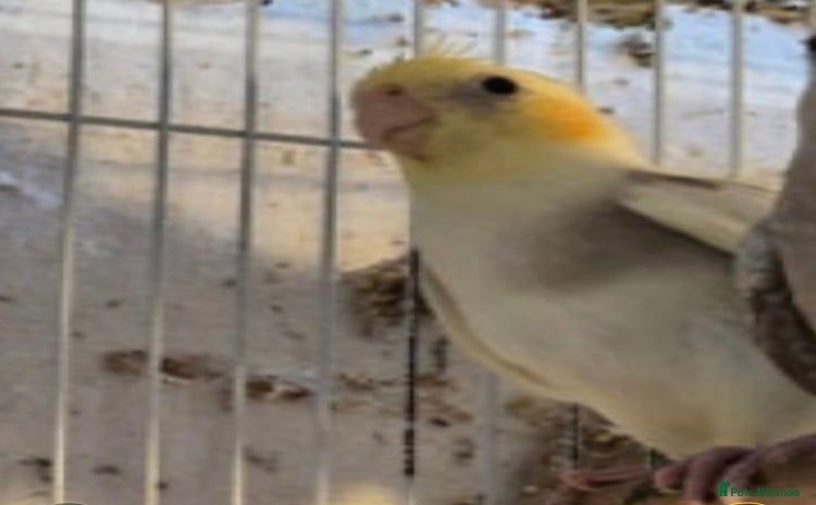 Cockatiels birds - Advert 13