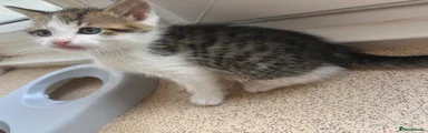 Domestic Shorthair tabby 