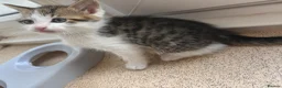 Domestic Shorthair cats for sale: 2 male kittens for sell  - Advert 4