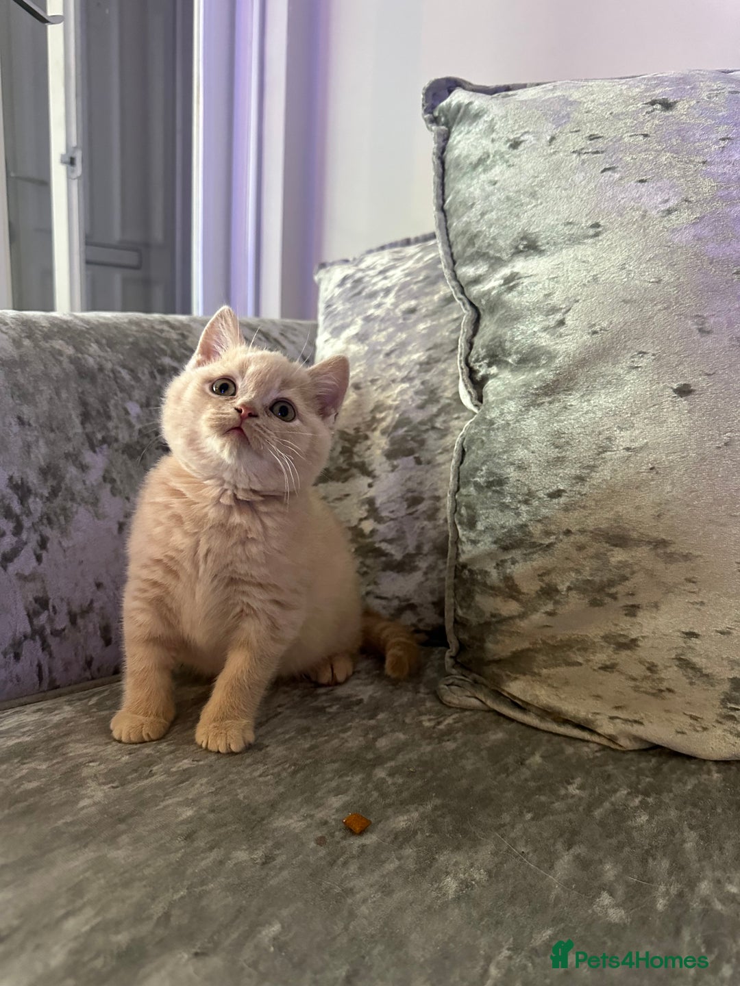 British Shorthair cats for sale: Beautiful Cream British Short hair boy READY NOW - Advert 6