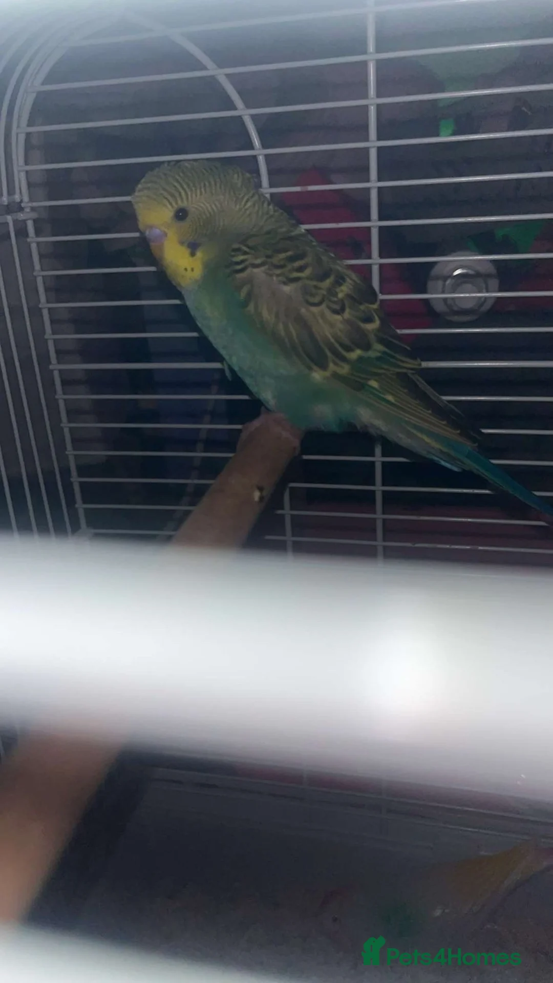 Budgerigars birds for sale: budgie for sale please read description  - Advert 2