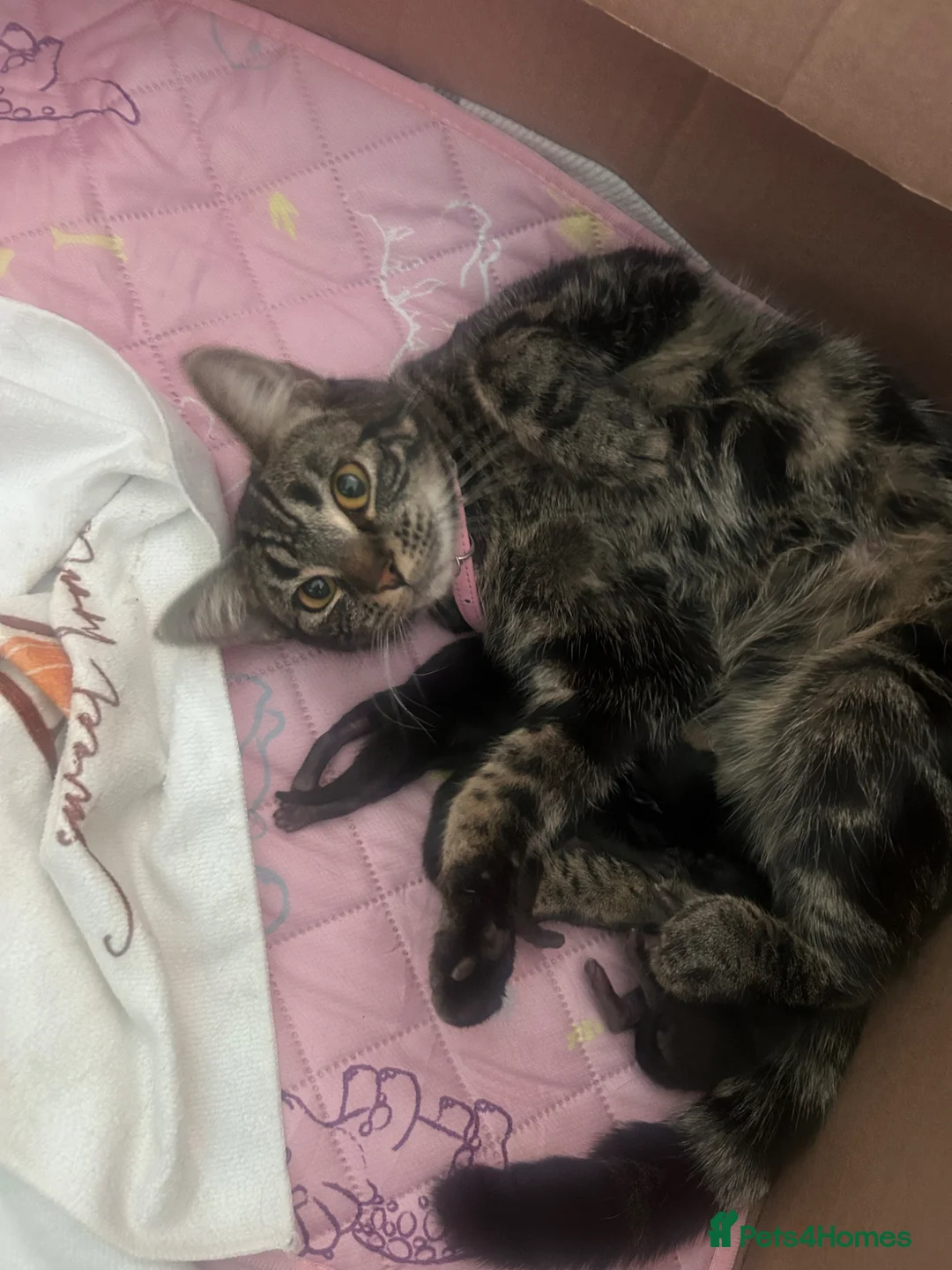 Mixed Breed cats for sale: Beautiful Black Kittens - Advert 2