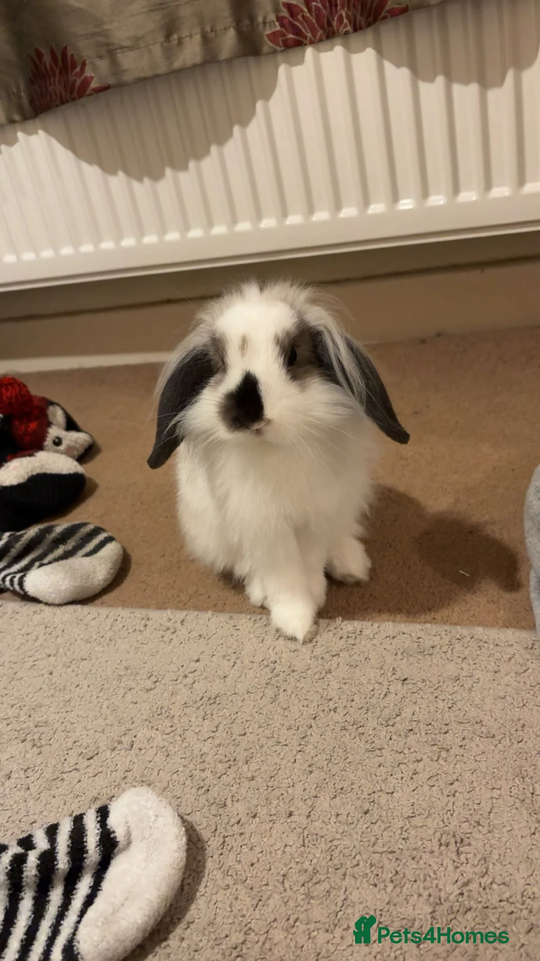 Mixed Breed rabbits for sale: (Lop + Lionhead) mix breed male rabbit  in Bath - Advert 1
