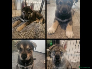Utonagan dogs German Shep x Malamute x Husky Puppies - Advert 1