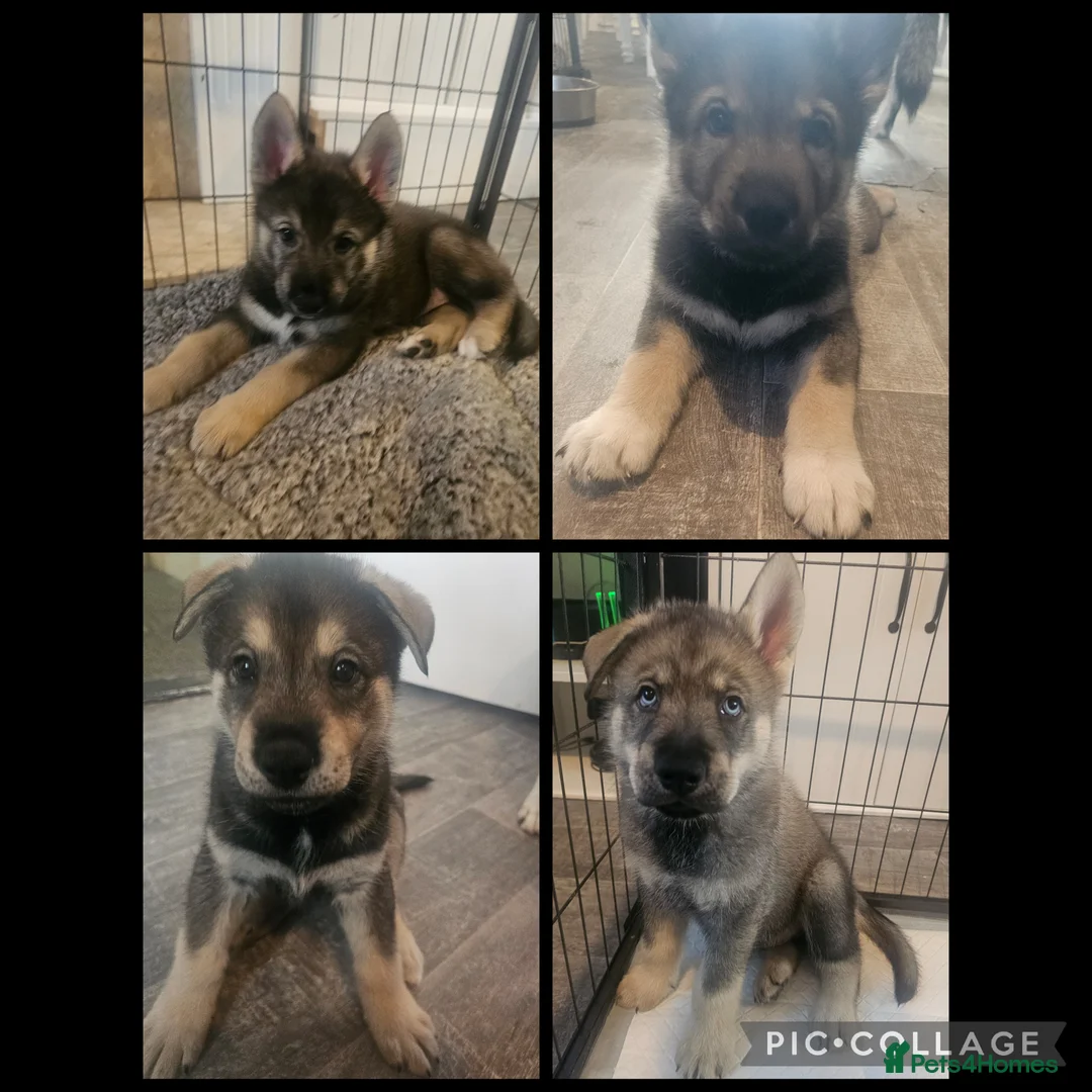 Utonagan dogs for sale: German Shep x Malamute x Husky Puppies - Advert 1