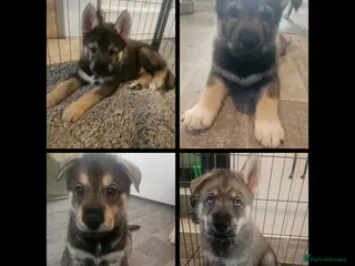 Utonagan dogs German Shep x Malamute x Husky Puppies - Advert 6