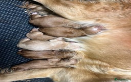 Golden Retriever dogs for sale: 4 ⭐️ licensed breeder through Doncaster council  - Image 2