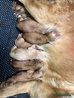 Golden Retriever dogs Licensed breeder! Genetically perfect sired pups - Advert 2