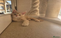 Maine Coon cats for sale: Stunning Quality Tica shaded lines - Image 32