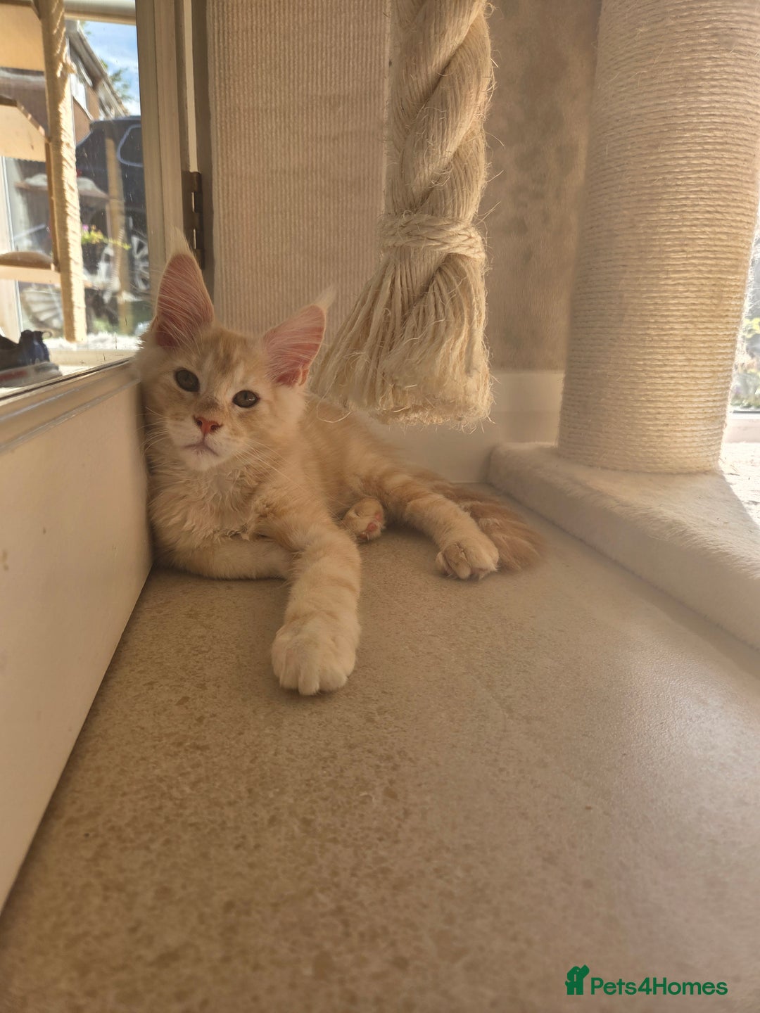 Maine Coon cats for sale: Stunning Quality Tica shaded lines - Image 32