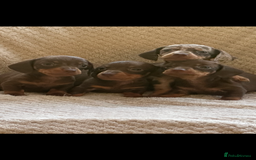 Miniature Dachshund dogs for sale: KC registered pra clear mini dachshund puppies  - Image 3