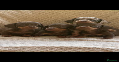 Miniature Dachshund dogs - Advert 6