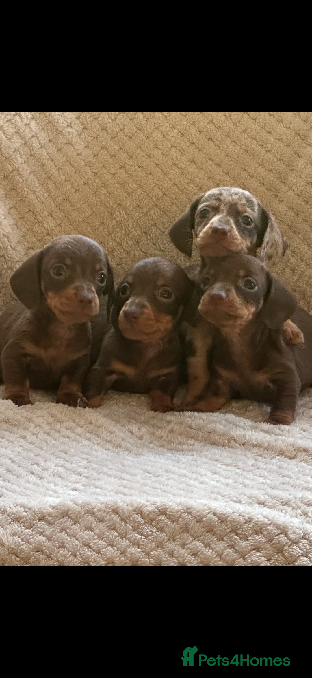 Miniature Dachshund dogs for sale: KC registered pra clear mini dachshund puppies  - Image 3