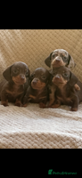 Miniature Dachshund dogs - Advert 7