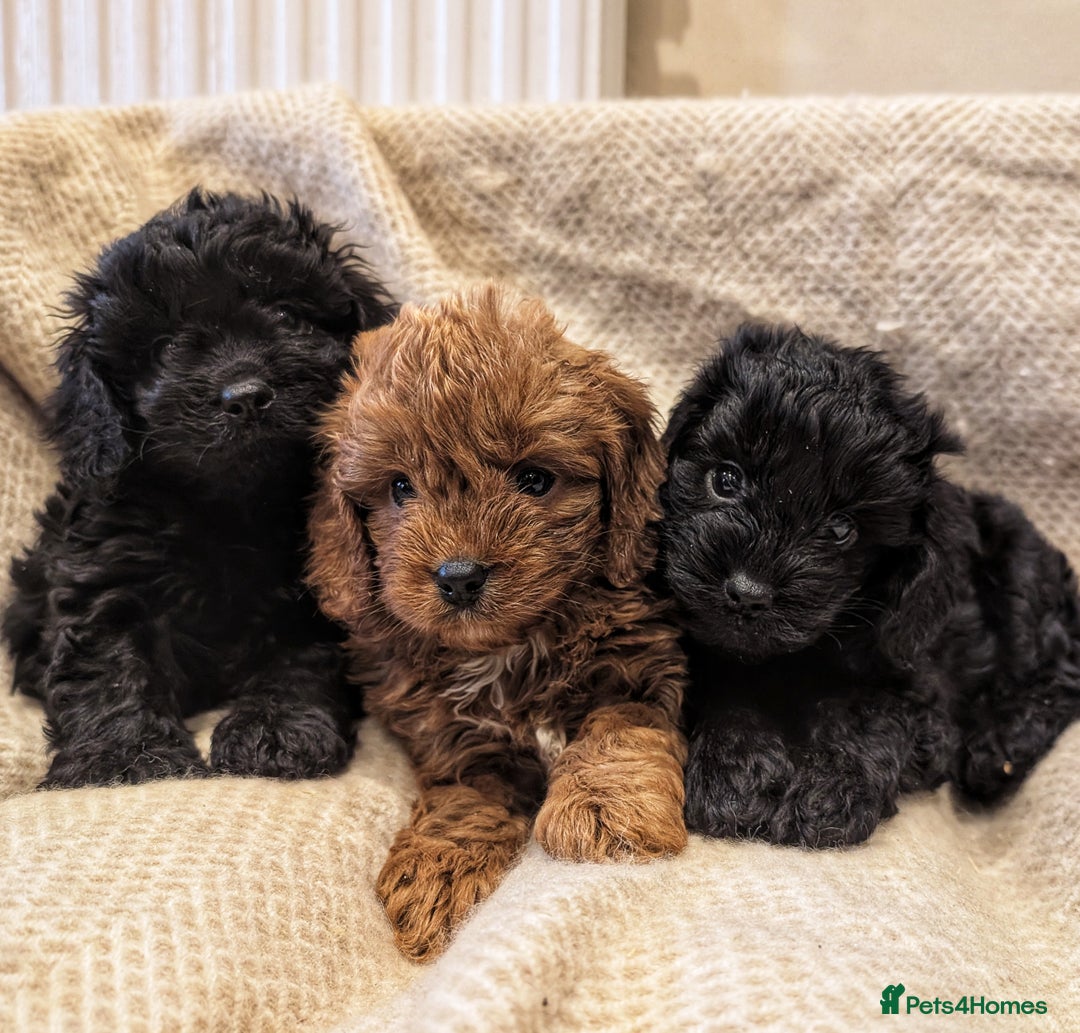 Cavapoo dogs for sale: 3 EXTENSIVELY HEALTH TESTED ADORABLE CAVAPOOS - Advert 3