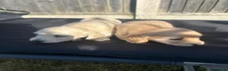 Miniature Dachshund dogs for sale: Long haired cream miniature dachshunds  in Derby - Advert 5