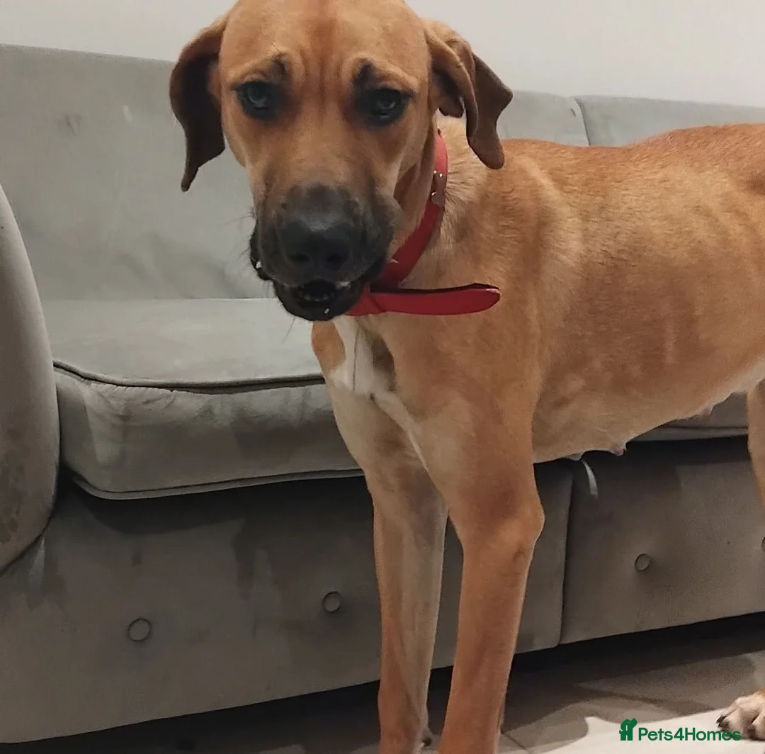 Rhodesian Ridgeback dogs for sale: Ridgeback puppies  - Advert 1