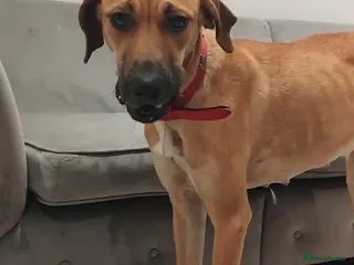 Rhodesian Ridgeback dogs Ridgeback puppies - Advert 18