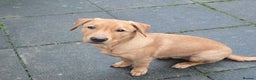 Labrador Retriever dogs for sale:  Wonderful KC registered Fox Red Labrador Puppy - Advert 4