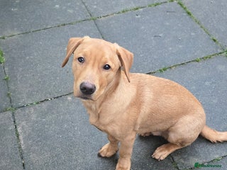 Labrador Retriever dogs Wonderful KC registered Fox Red Labrador Puppy - Advert 16