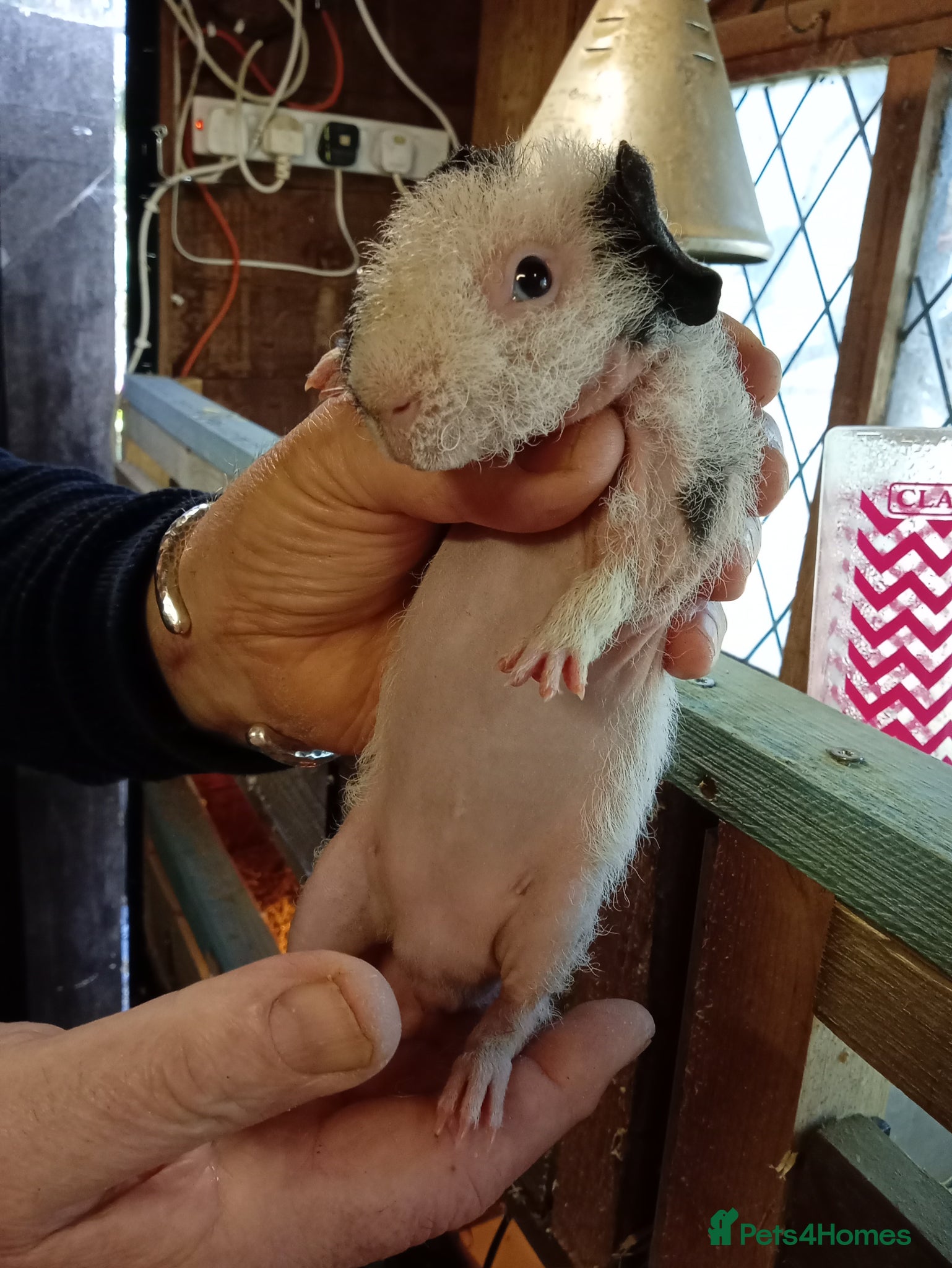 Guinea Pig rodents Young Skinny Pigs / werewolf  - Advert 1