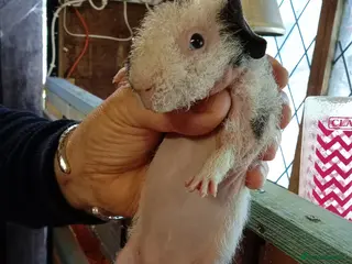 Guinea Pig rodents Young Skinny Pigs / werewolf - Advert 2