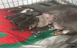 Mixed Breed dogs for sale: Beautiful staffie cross bullmastiff puppies  - Image 18