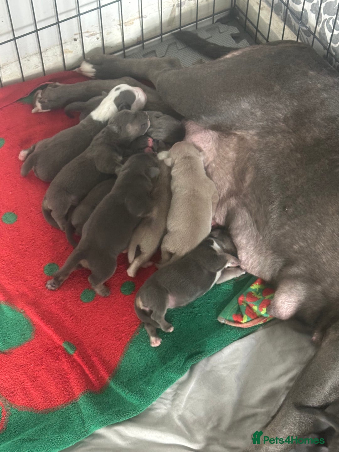 Mixed Breed dogs for sale: Beautiful staffie cross bullmastiff puppies  - Image 18